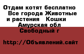 Отдам котят бесплатно  - Все города Животные и растения » Кошки   . Амурская обл.,Свободный г.